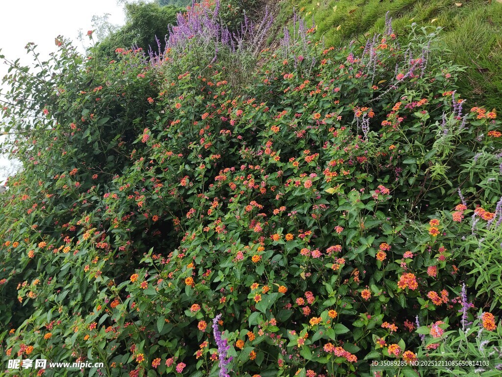 繁花盛开的绿植景观