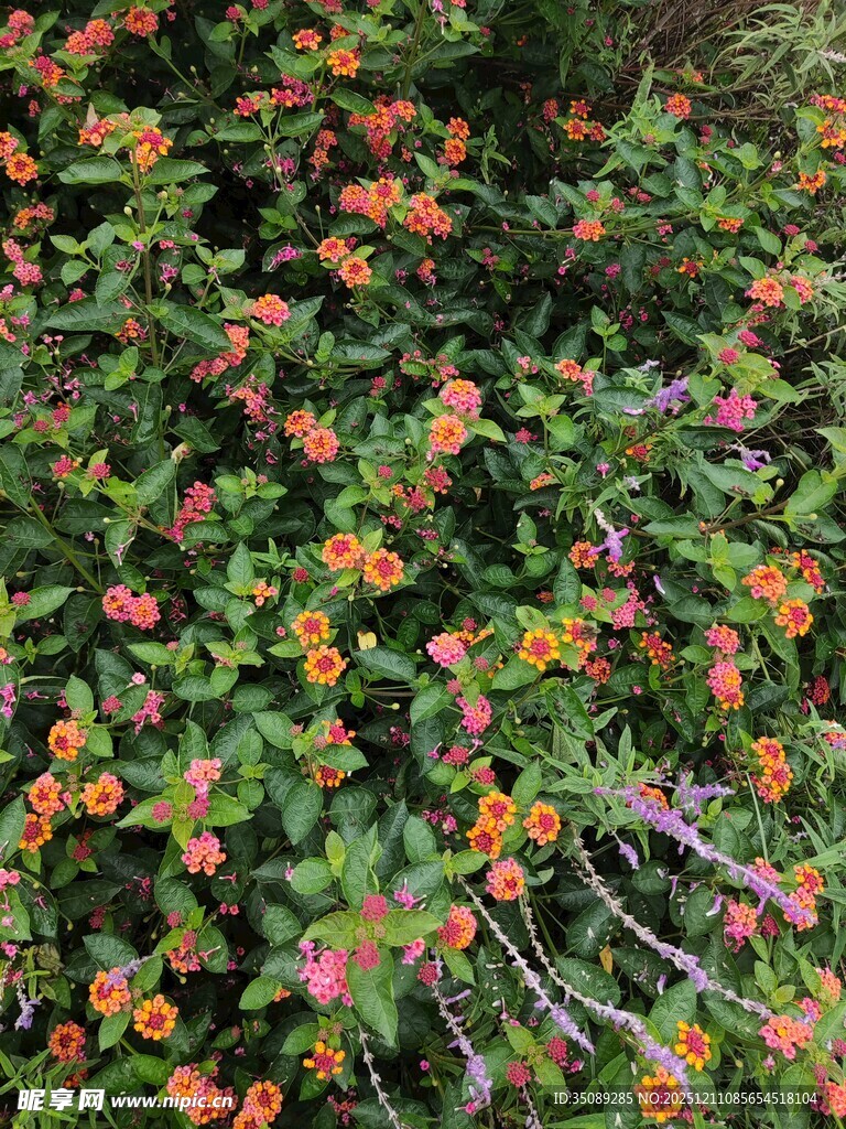 多彩花卉绿植景观