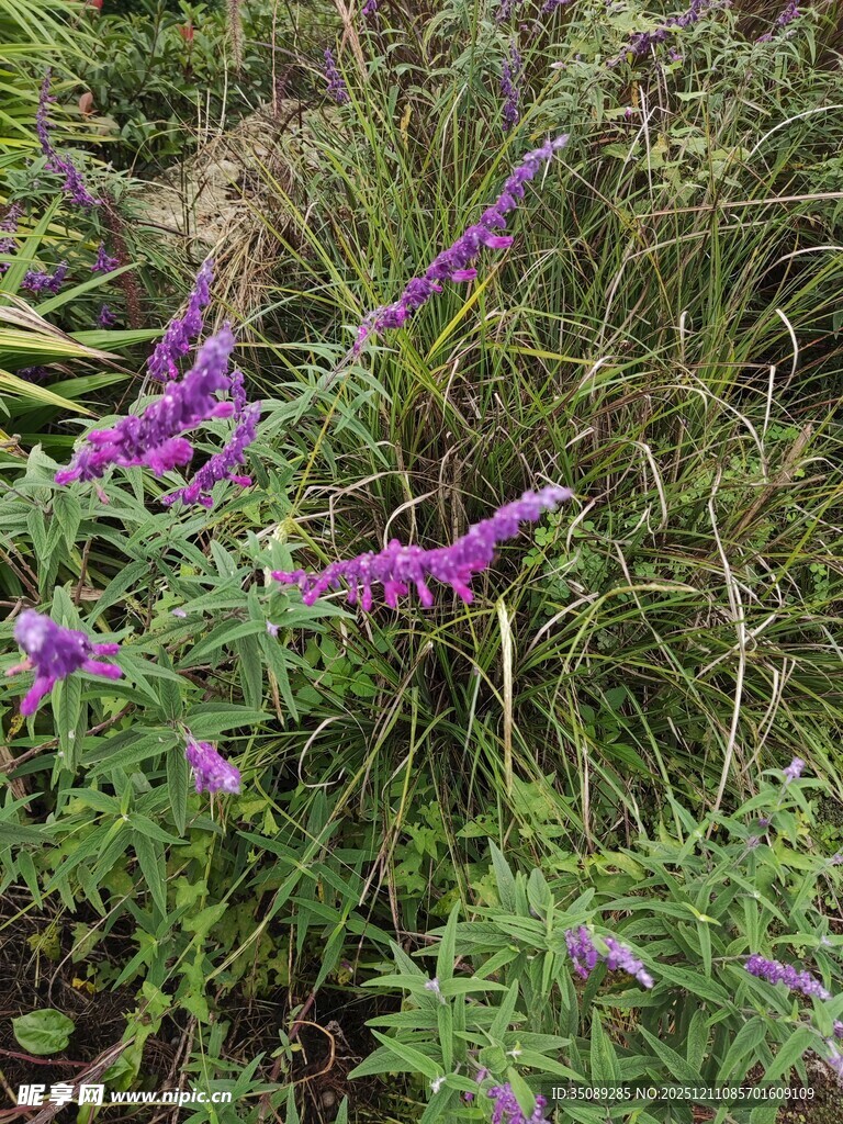 紫色花卉绽放于绿植间