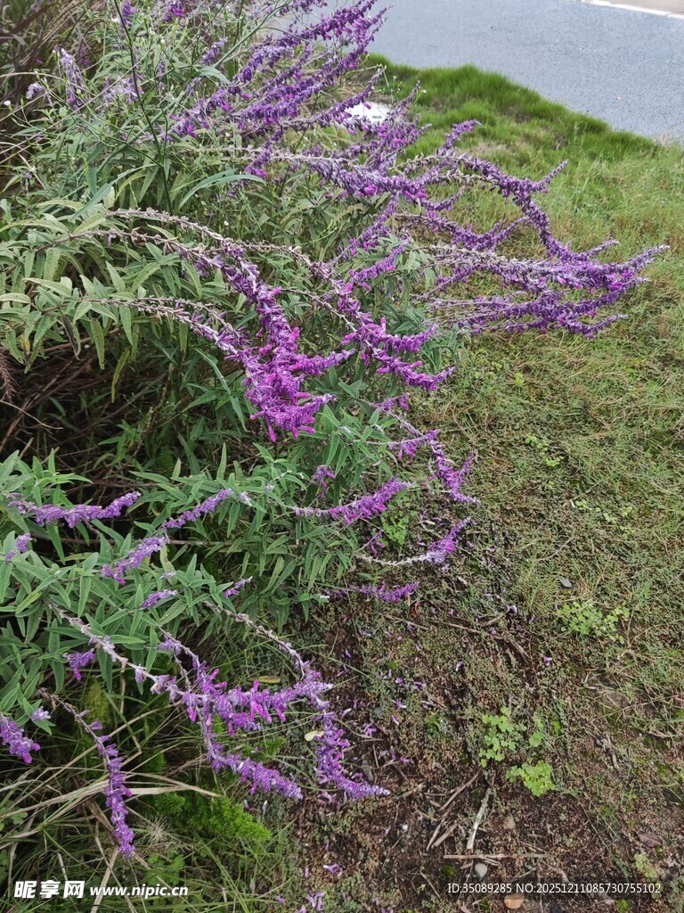紫色野花绽放于草地