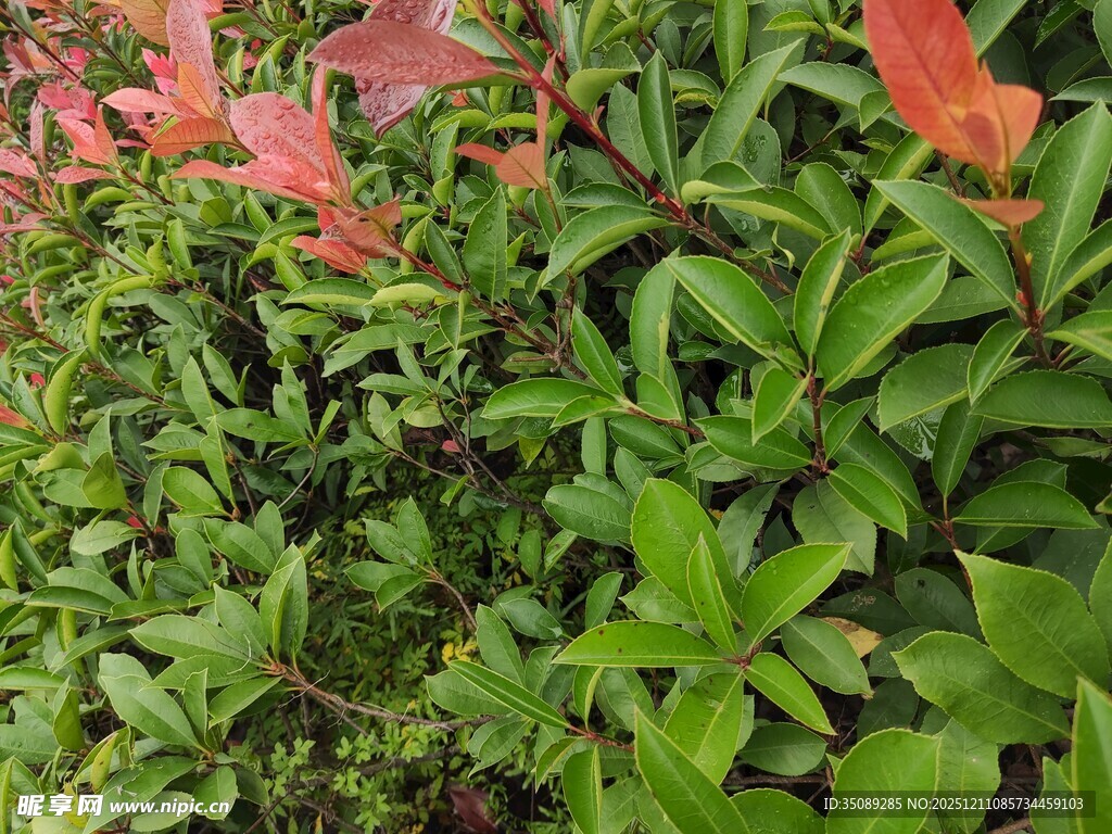 绿叶间的红色花卉