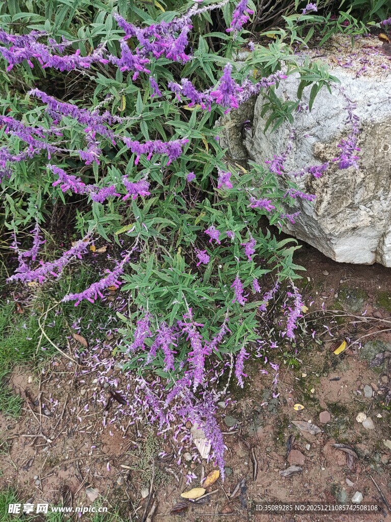 紫色花卉与石块景观
