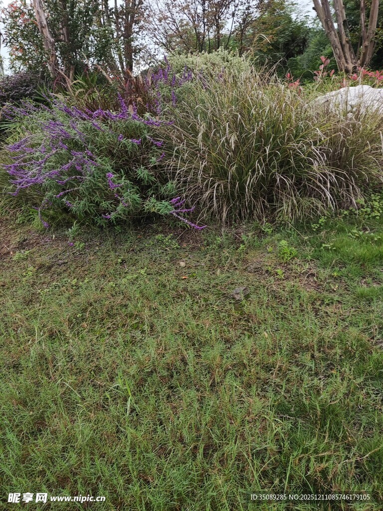 户外繁茂绿植景观