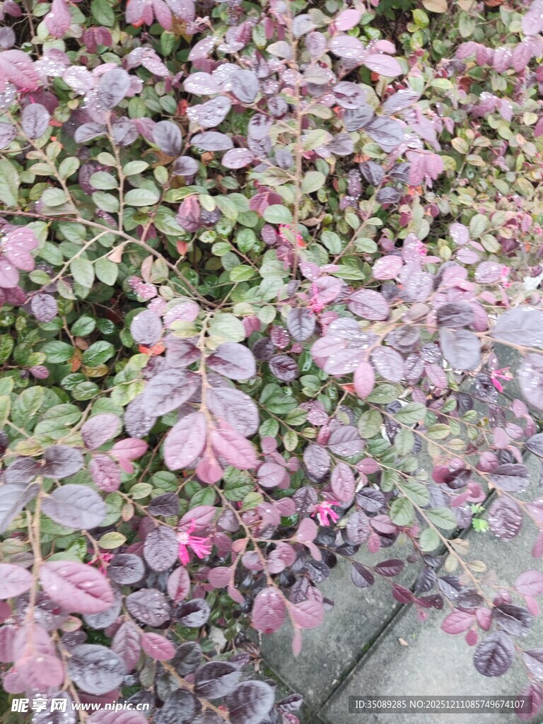 紫色繁茂植物景观