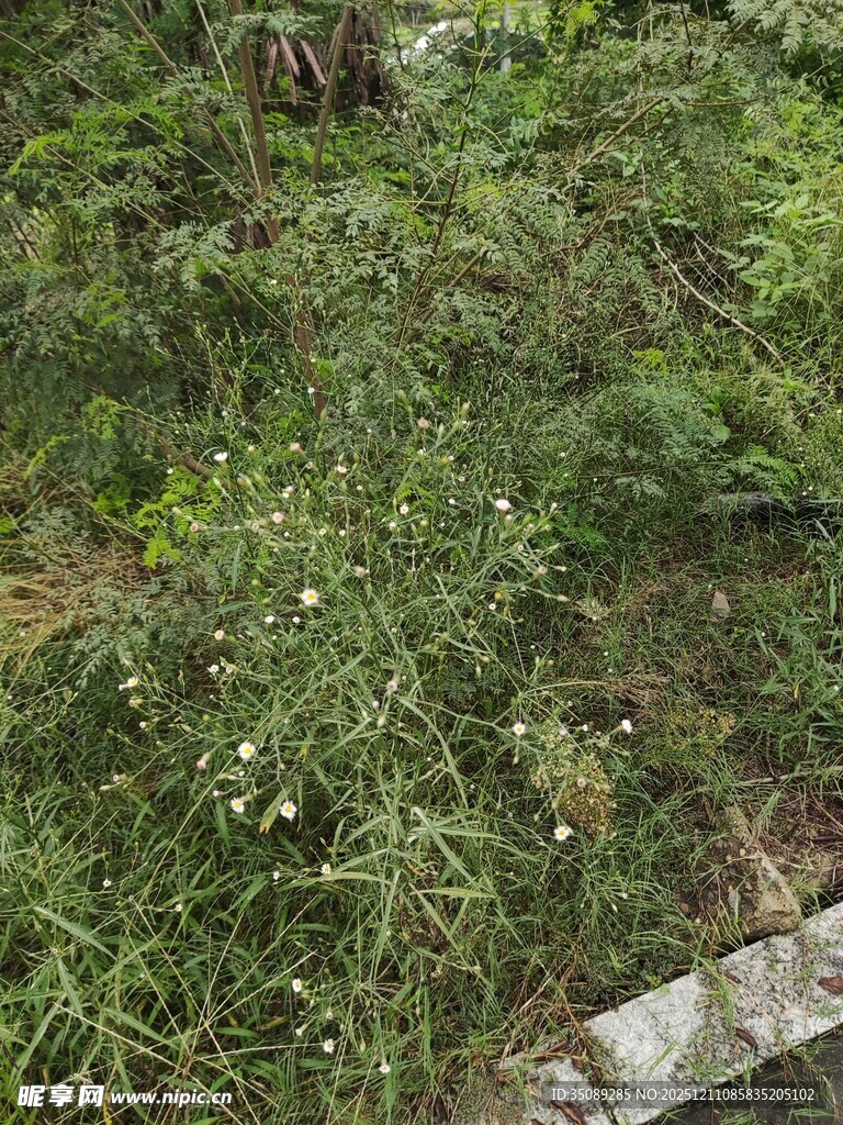 野外繁茂的绿色植物景观
