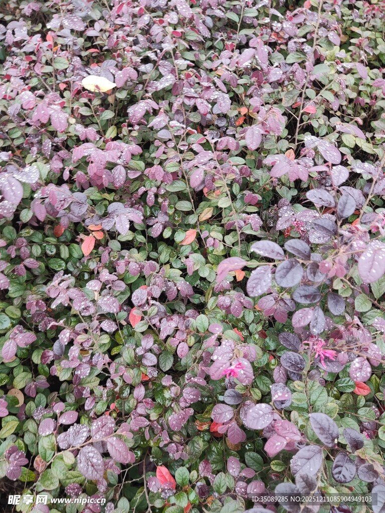 紫叶小檗植物景观