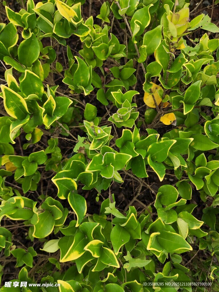 翠绿斑斓的花叶植物