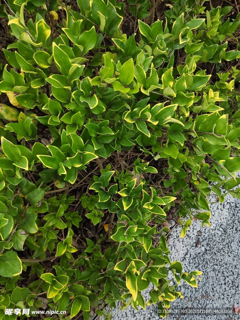 路边翠绿繁茂的植物