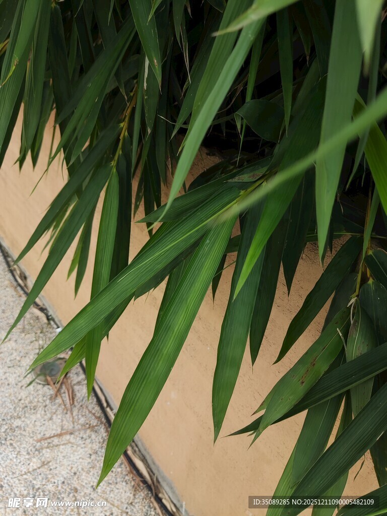 墙边翠绿竹叶特写