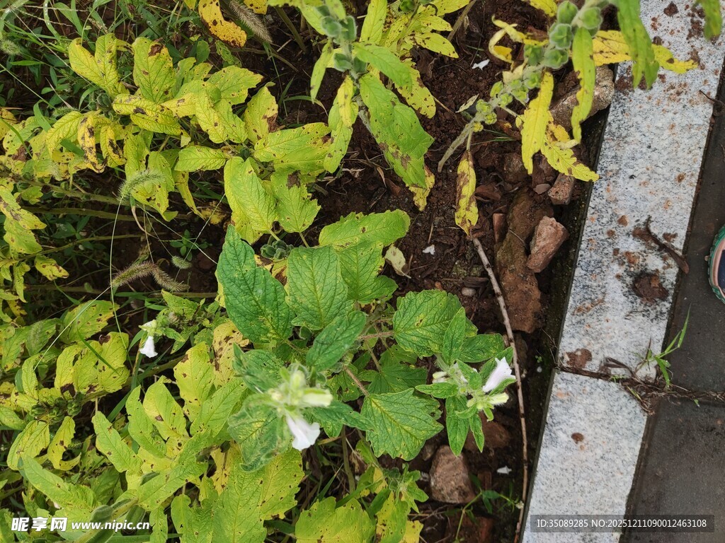 墙边绿植生机盎然