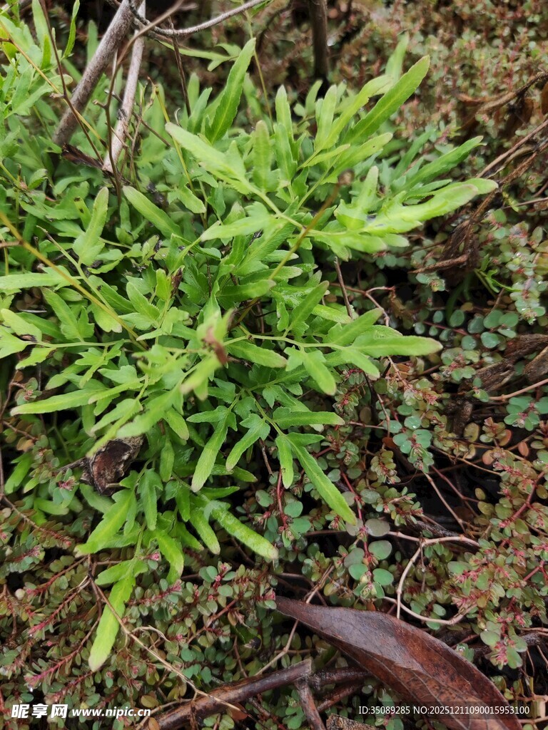 嫩绿植物生长于地面