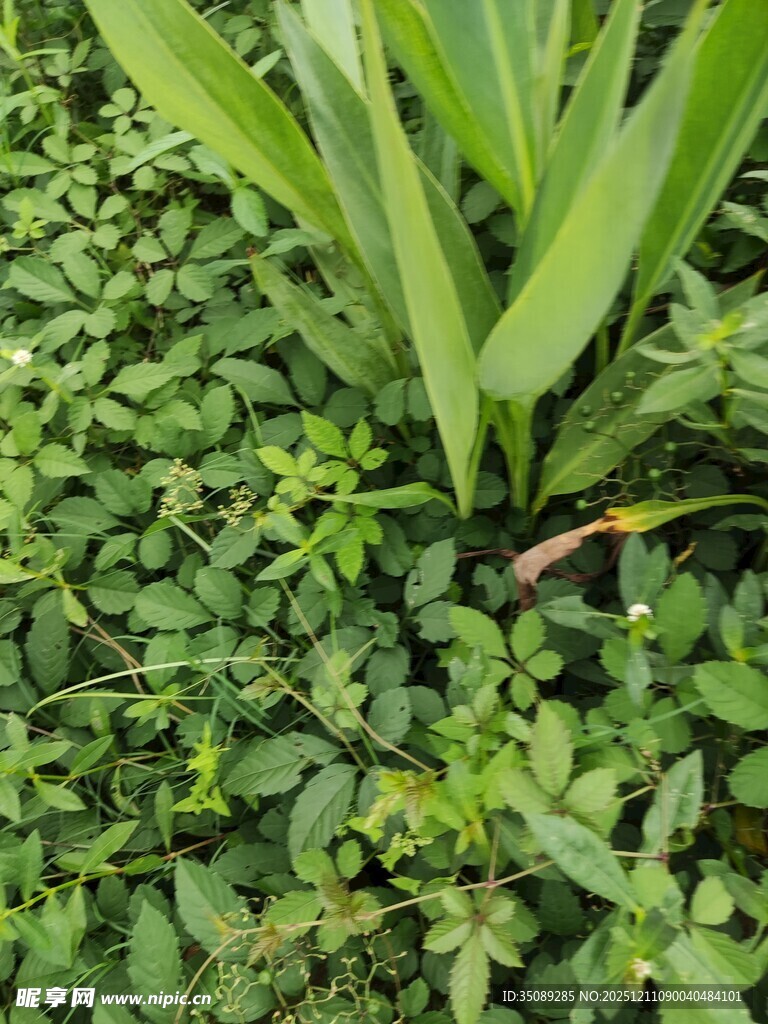 绿叶繁茂的植物景观