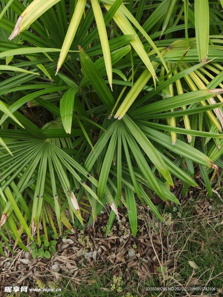 翠绿蒲葵叶生机满画面