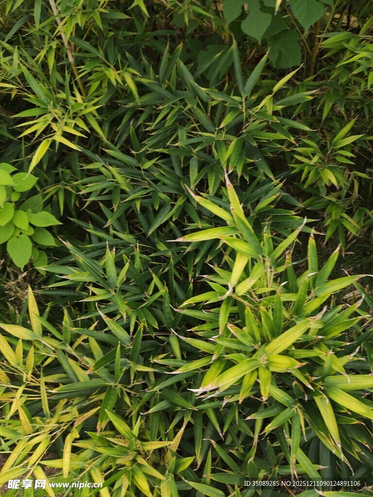 翠绿竹叶与繁茂植物
