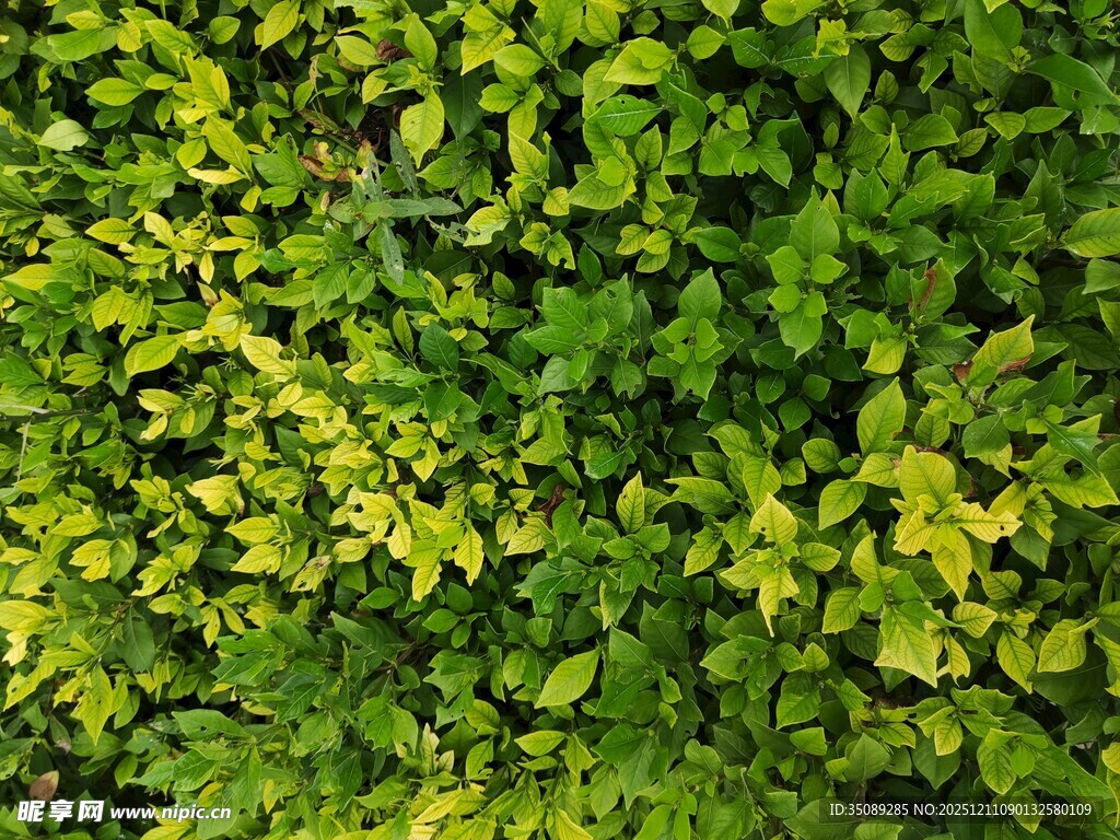 翠绿繁茂的植物叶片