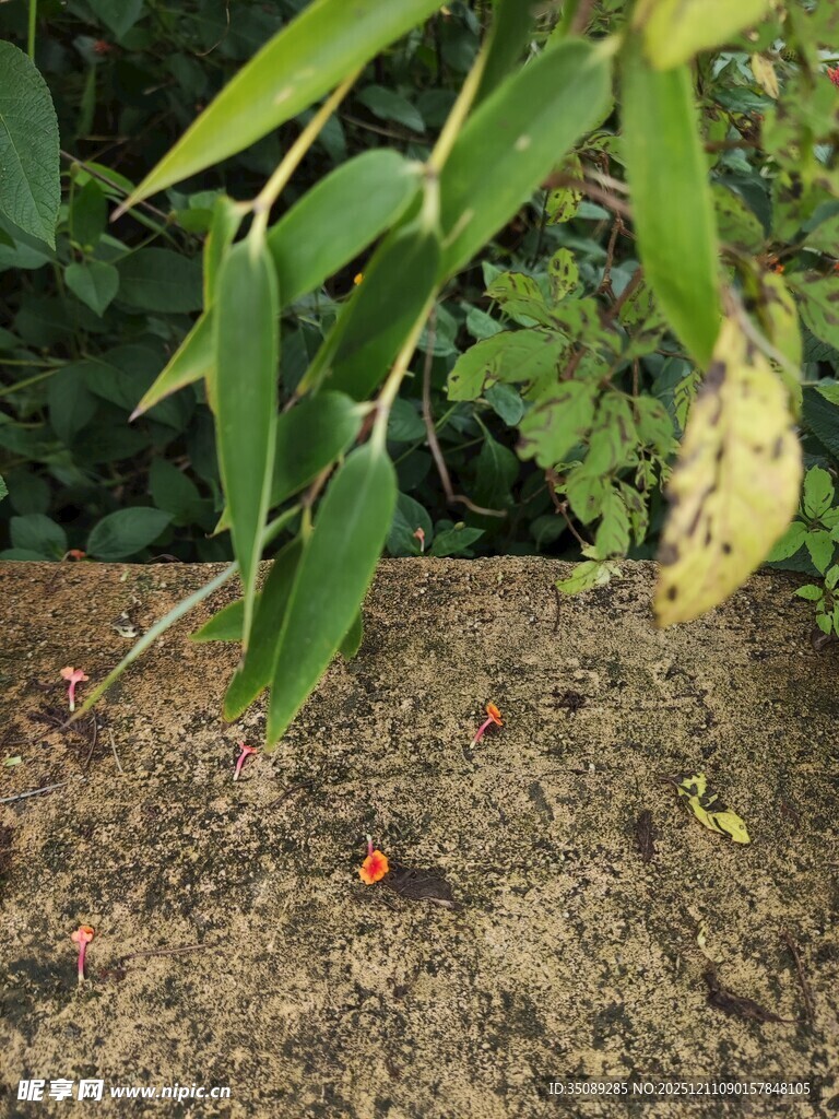 绿叶下的红果与地面景象