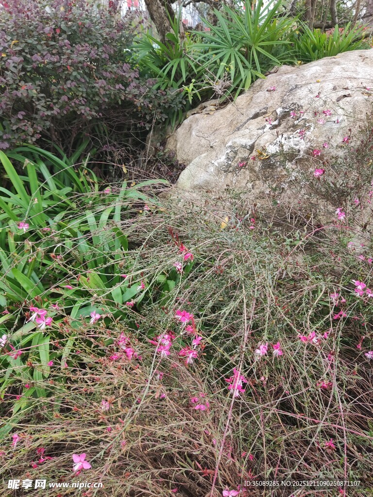 岩石旁绽放的粉色野花