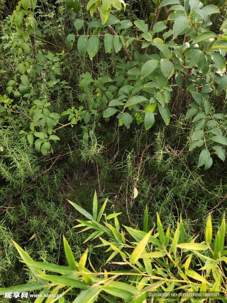 繁茂绿植展现自然生机