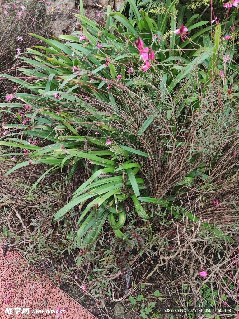 绿叶间绽放的娇艳小花