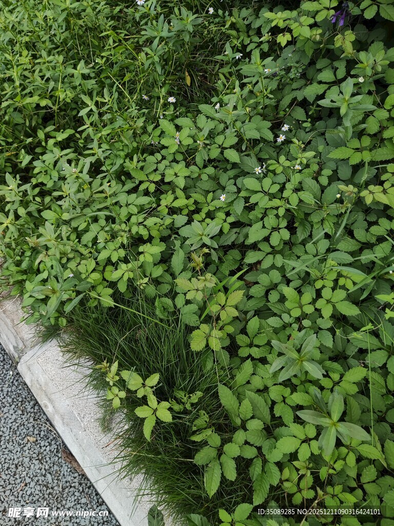 路边繁茂绿植