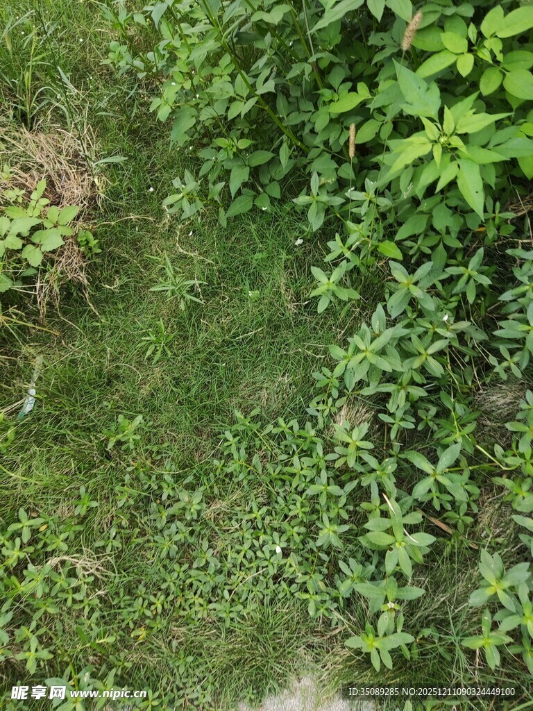 绿意盎然的草地与植物