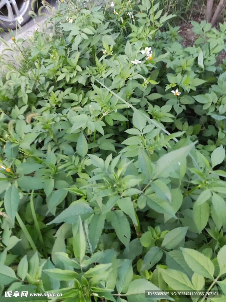 茂盛的绿色植物景观