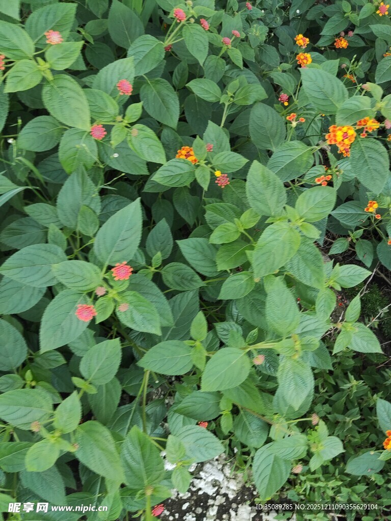 绿叶间的橙色小花