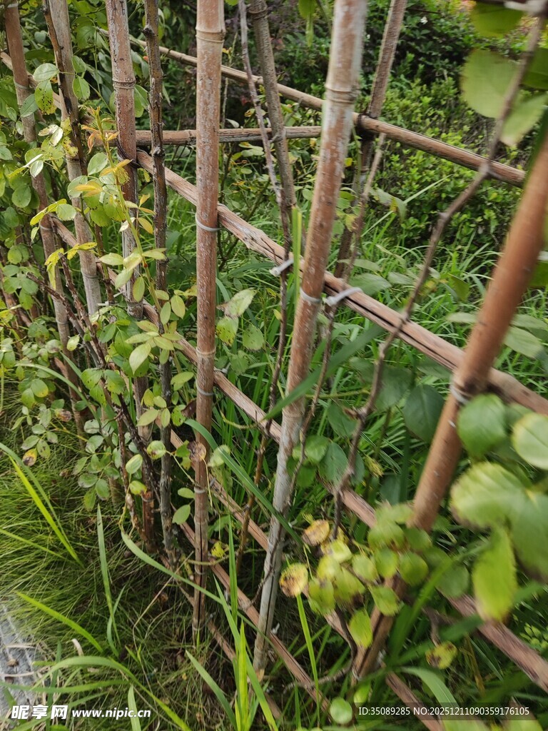 藤蔓缠绕的竹制植物支架