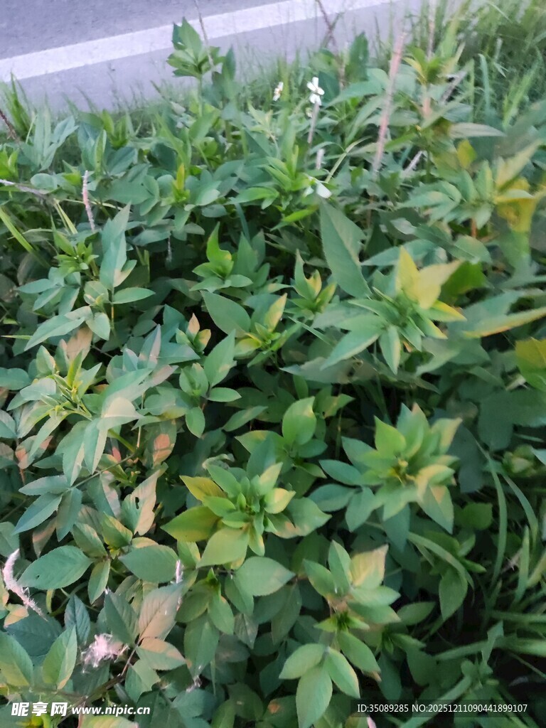 繁茂绿植景观