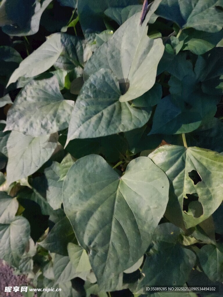 绿叶繁茂的植物特写