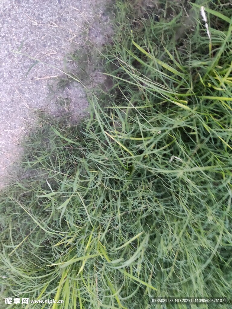 路边嫩绿草丛
