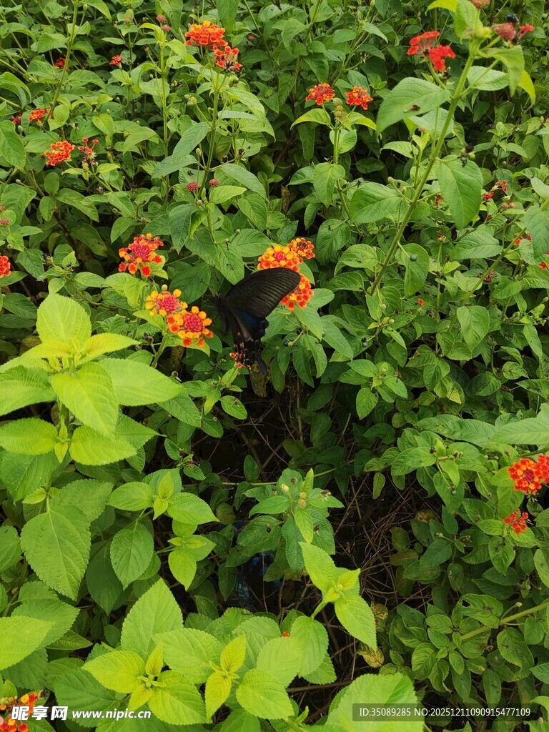 绿叶间绽放的鲜艳红花