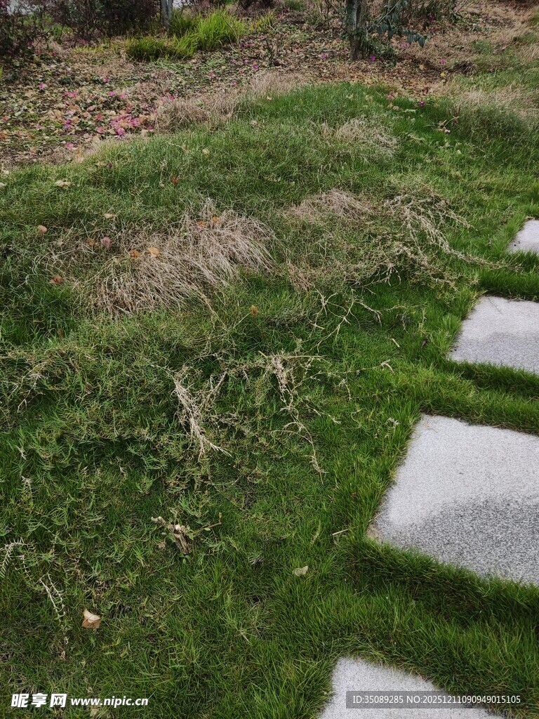 石板小径旁的翠绿草地