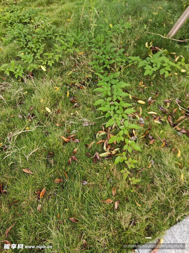 户外草地中的绿色植物