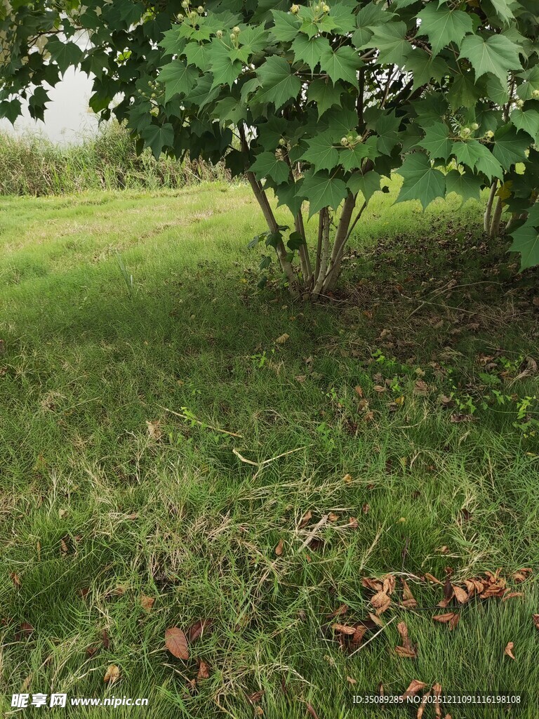 绿荫下的草地景致