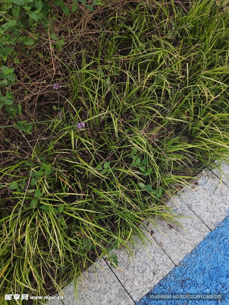路边葱郁小草与蓝色路面