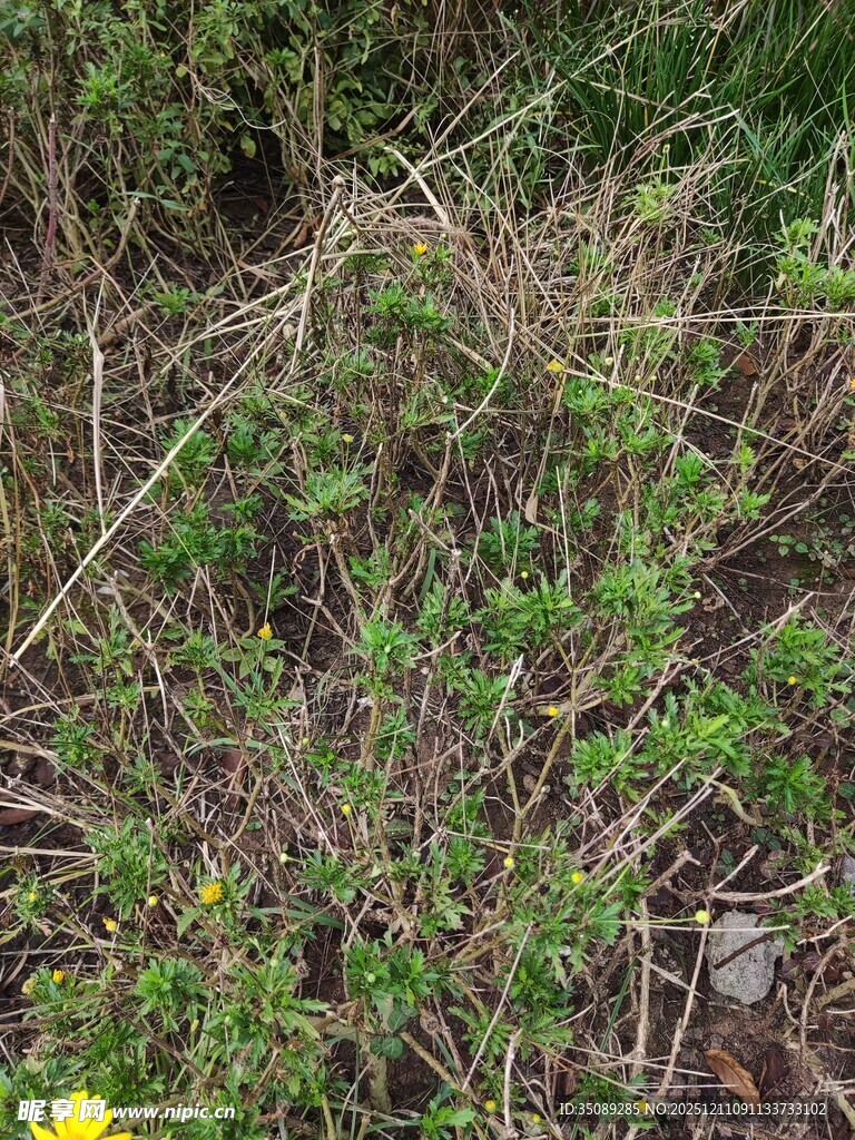 野外杂草丛生景象