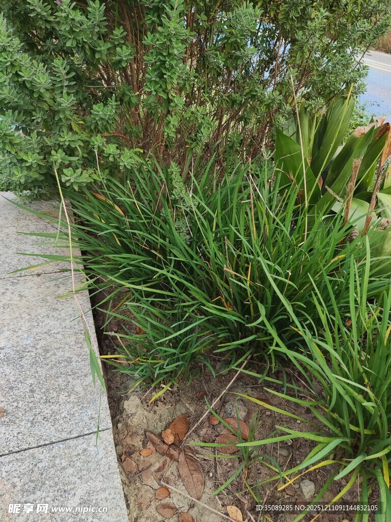 路边葱郁绿植景观