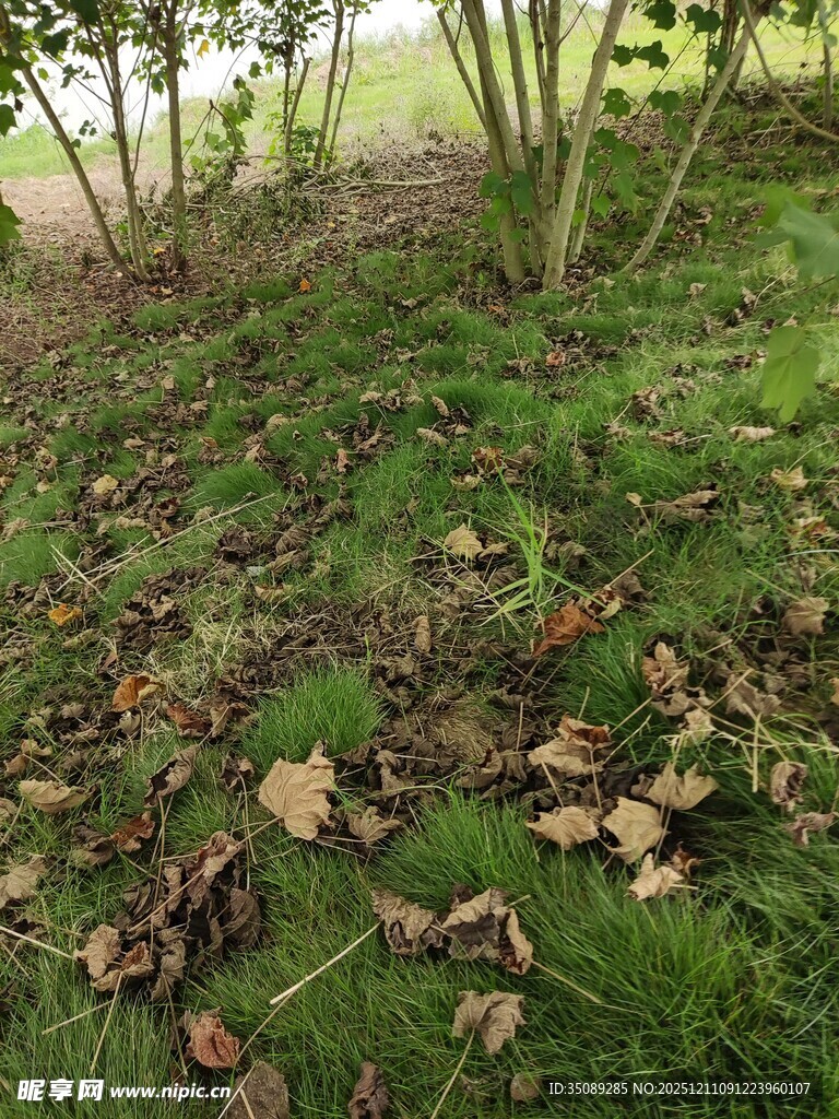 秋日草地落叶景象