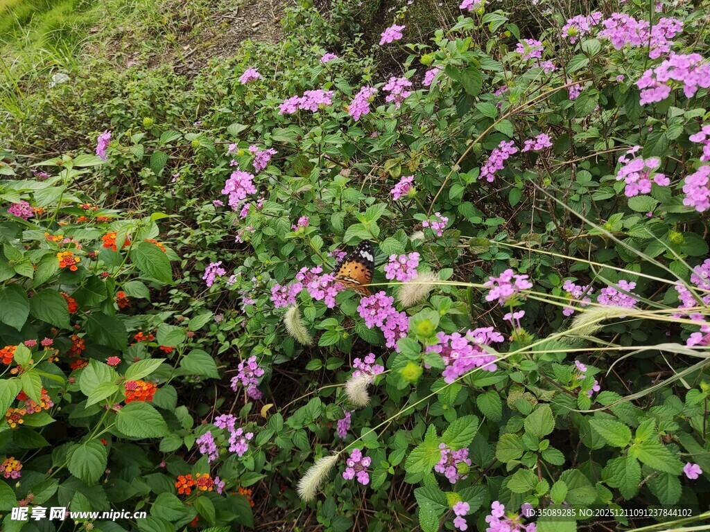 多彩花卉绽放于绿意中