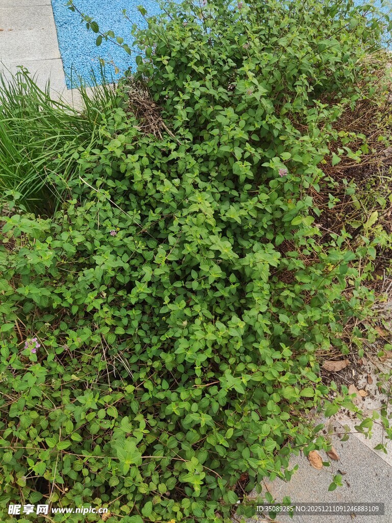 茂盛绿植生机盎然