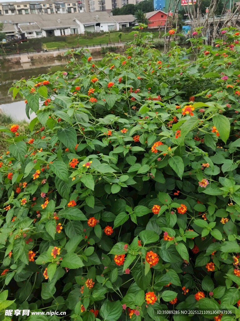 绿叶间的橙红小花