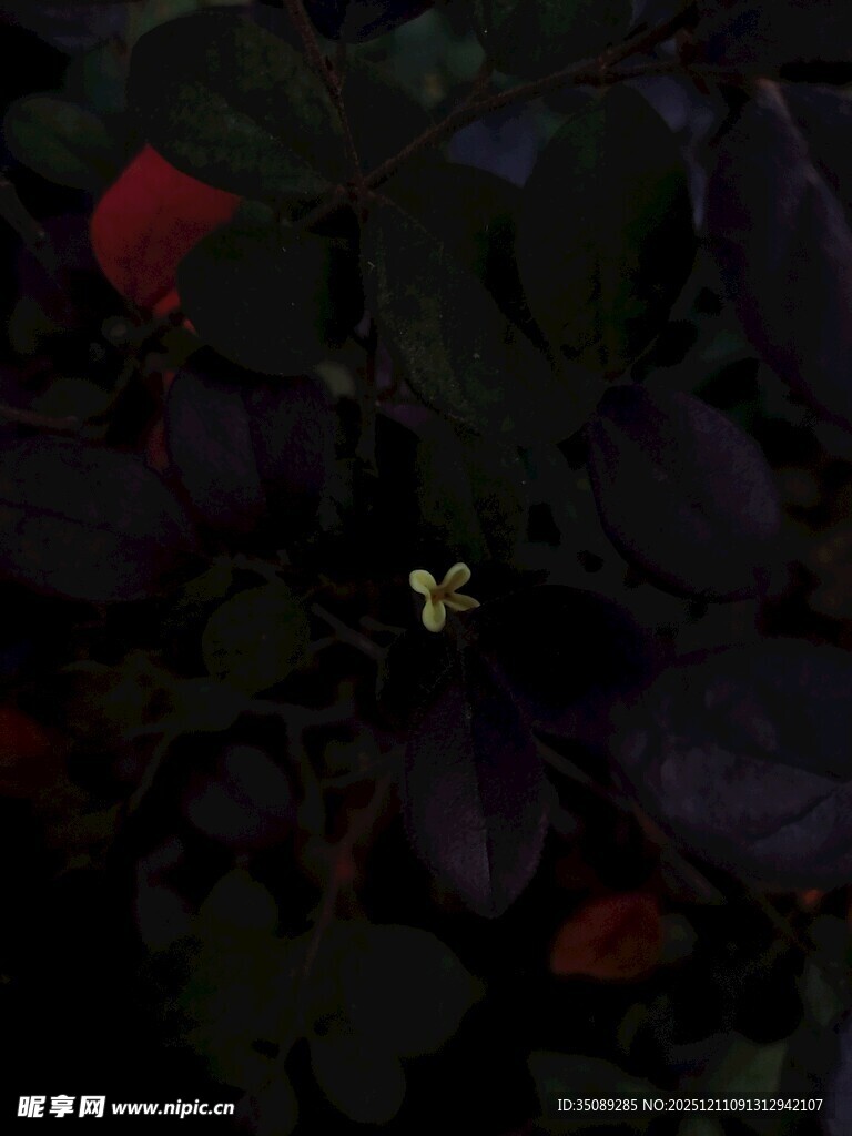 暗叶丛中的黄色小花