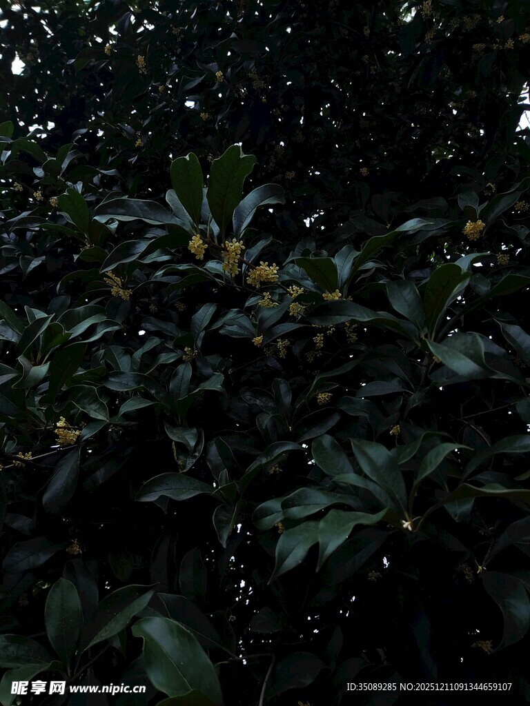 茂密绿叶中的黄色果实