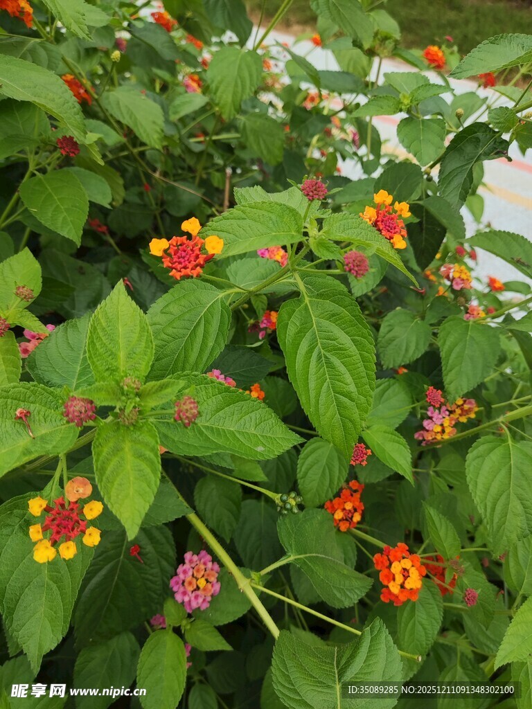 多彩花卉绿植特写