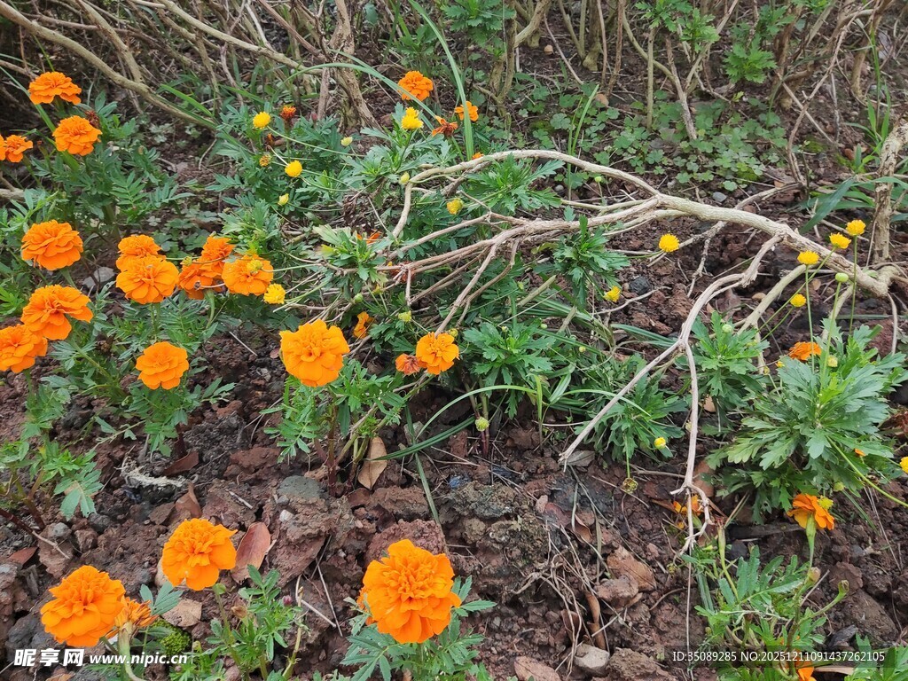 橙色花朵绽放于绿植间