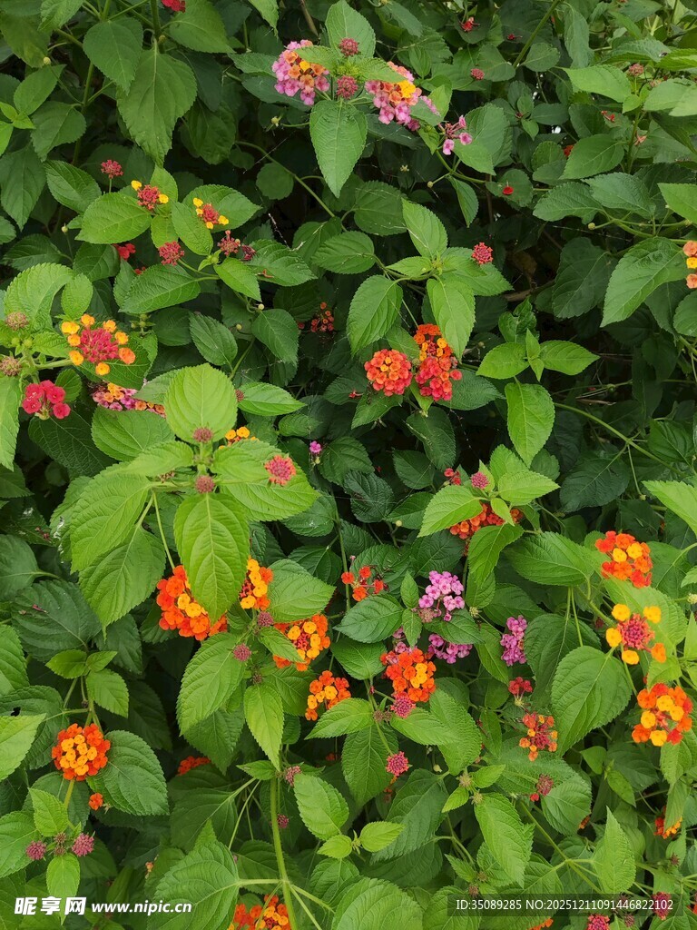 多彩花卉绿植绽放生机