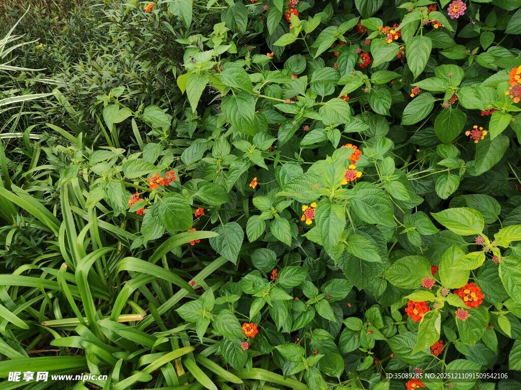 绿叶间的橙色小花