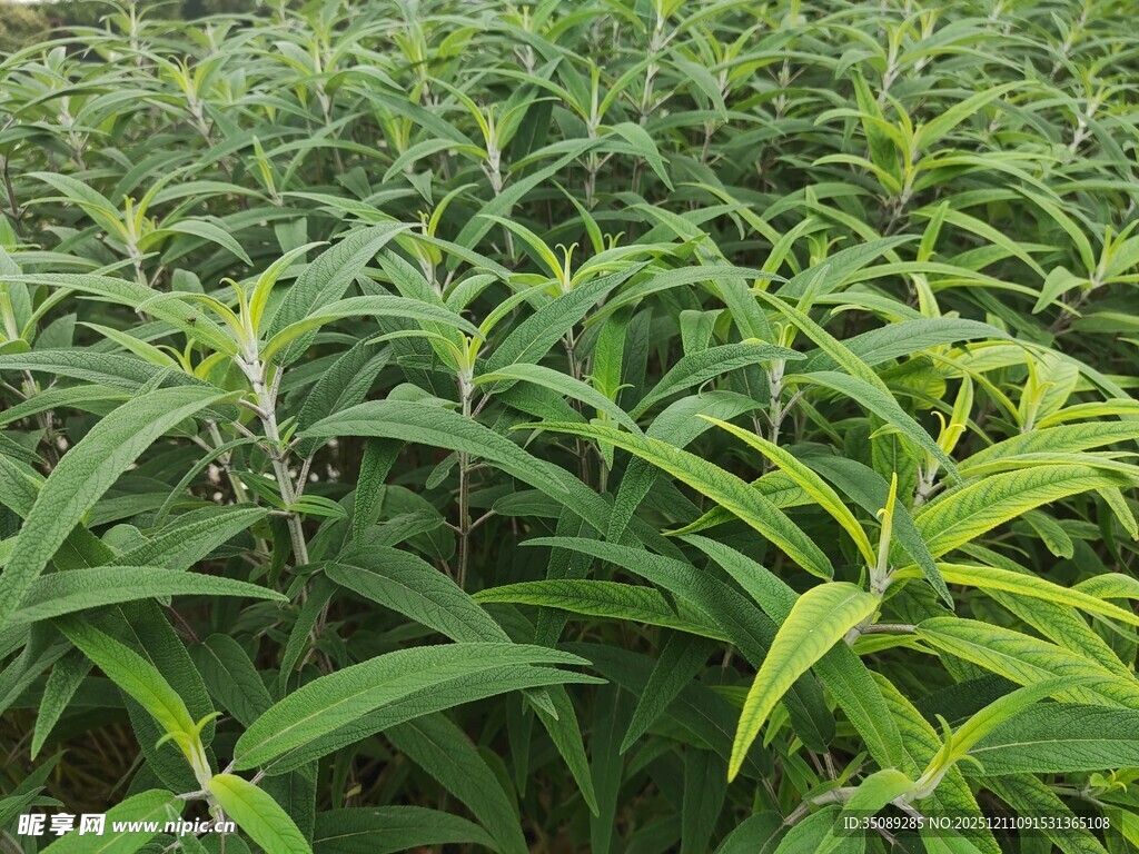 茂密绿色植物景观
