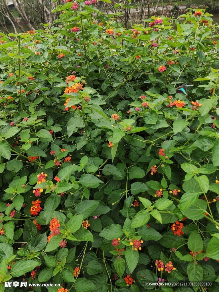 绿叶间的红色果实景观